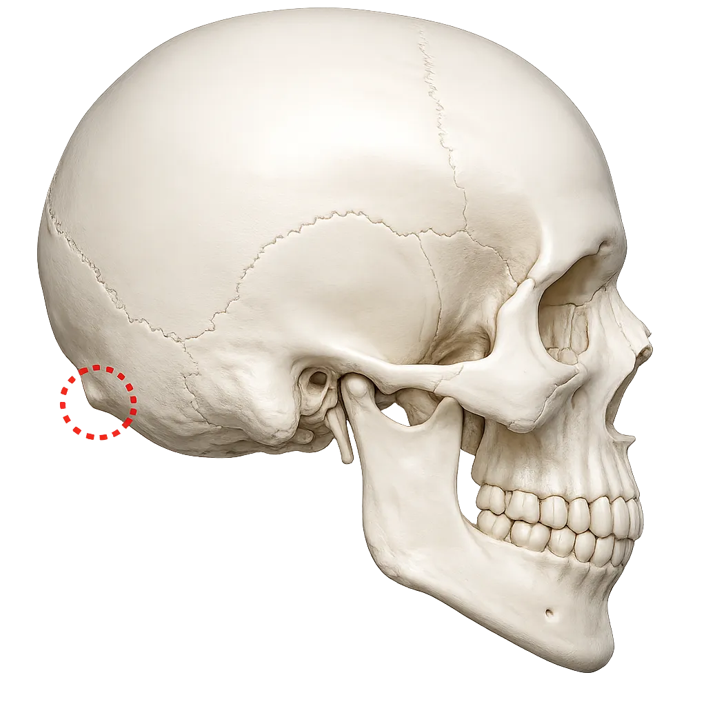 Smartphone Is Not the Only Reason for Horn Behind Your Head